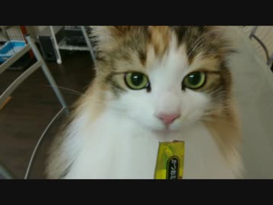 猫動画ノルウェージャンフォレストキャット ニコニコ動画
