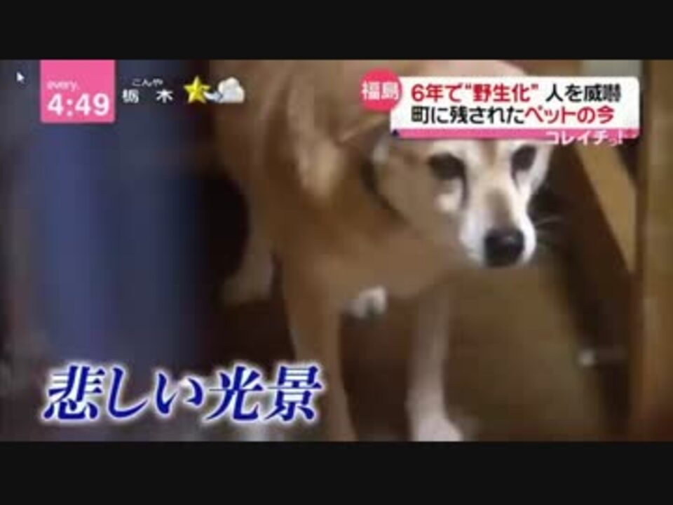 苦悩 住民の 帰還 が進む福島 復旧の道はばむ動物たち ニコニコ動画