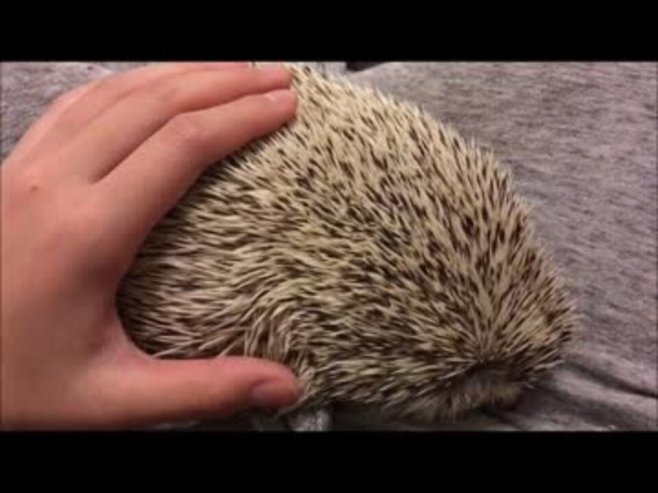 ハリネズミの背中マッサージ ニコニコ動画