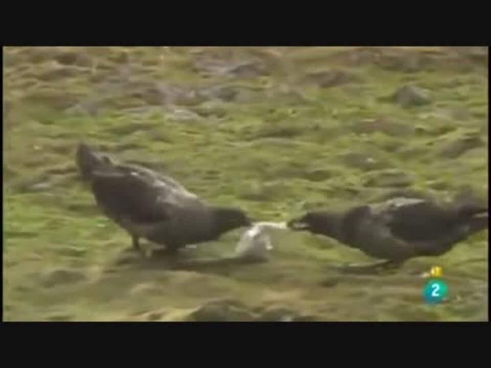 トウゾクカモメに誘拐されたペンギンの雛の末路は ニコニコ動画