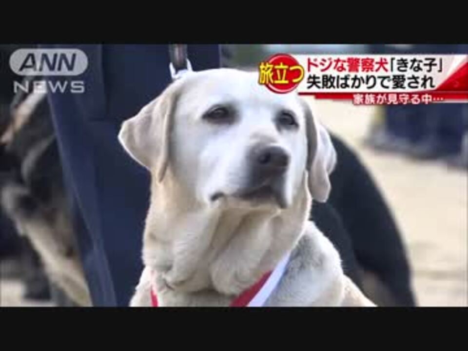 元警察犬 きな子 天国へ ニコニコ動画