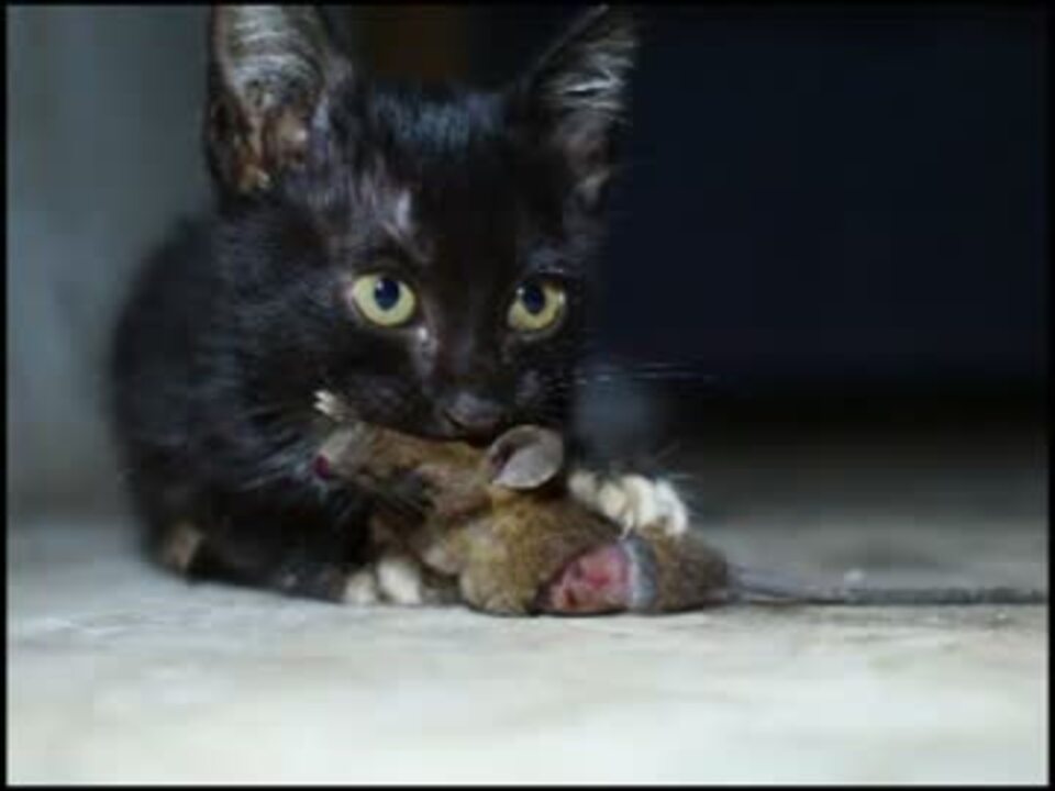 ショッキング 猫がネズミを捕獲する瞬間 いたぶる けいれんする ニコニコ動画