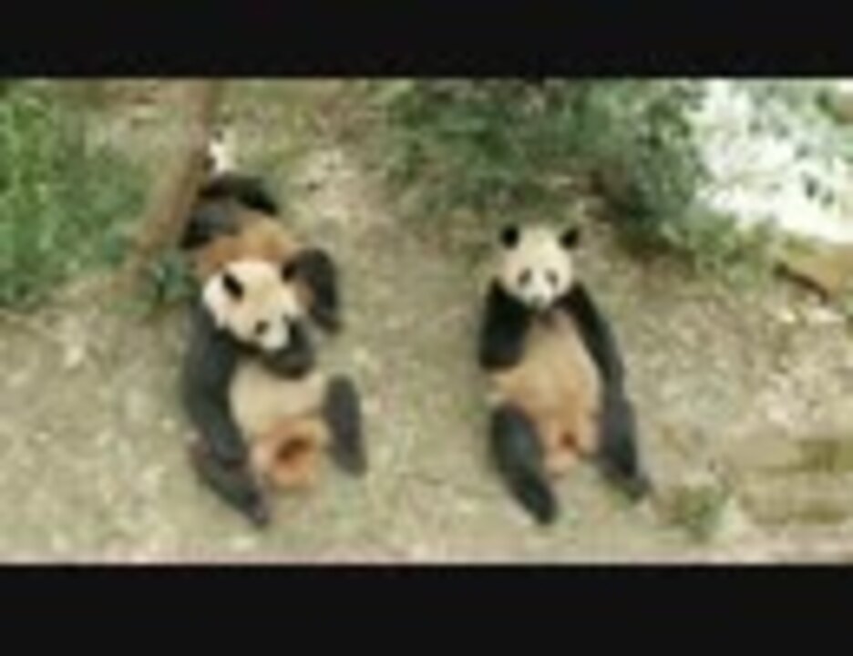 人気の パンダ釣り 動画 13本 ニコニコ動画