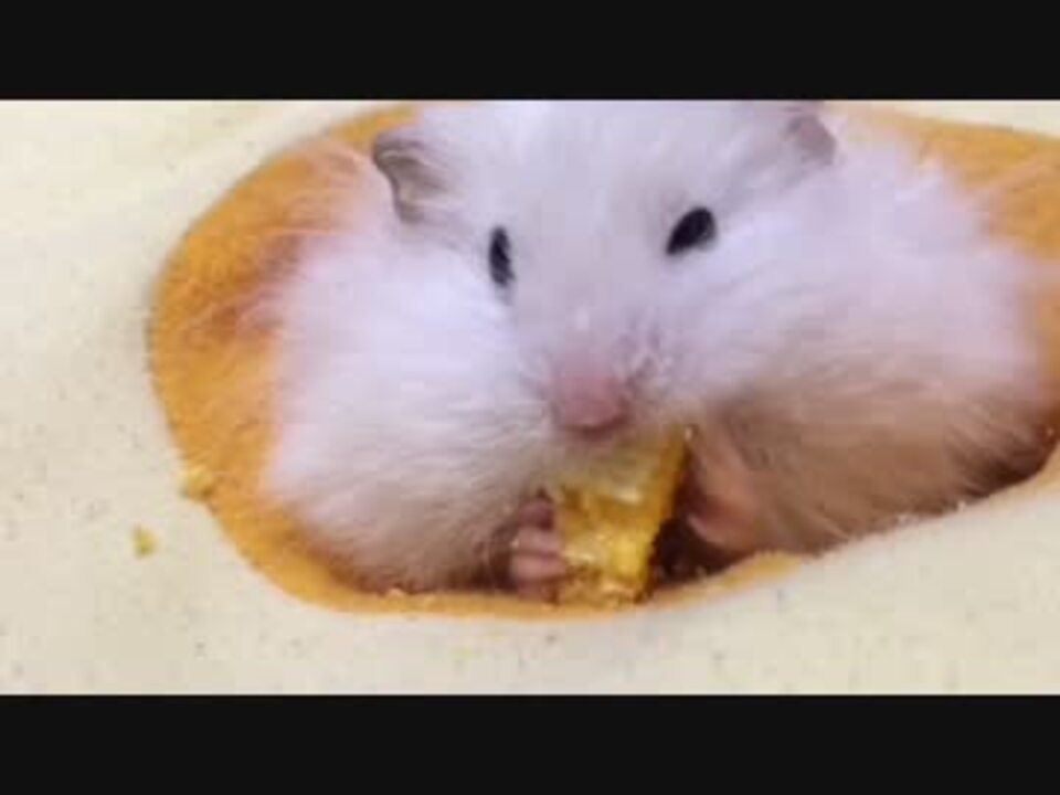 人気の ハムスター もふもふ動画 動画 272本 8 ニコニコ動画