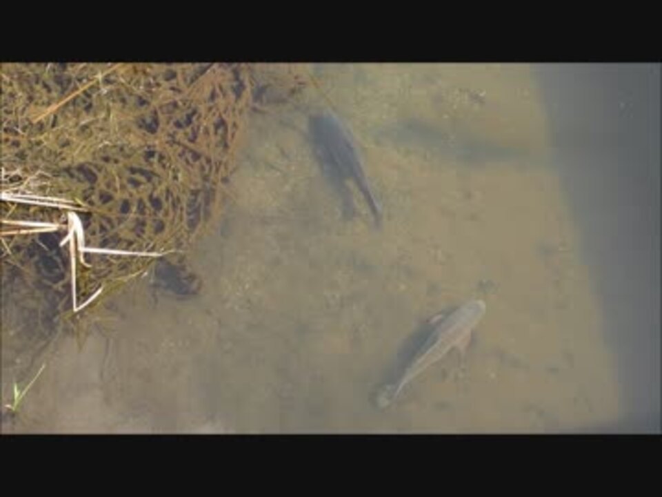 魚釣り ｕｍａ 近所の小川で巨大魚を見た ニコニコ動画