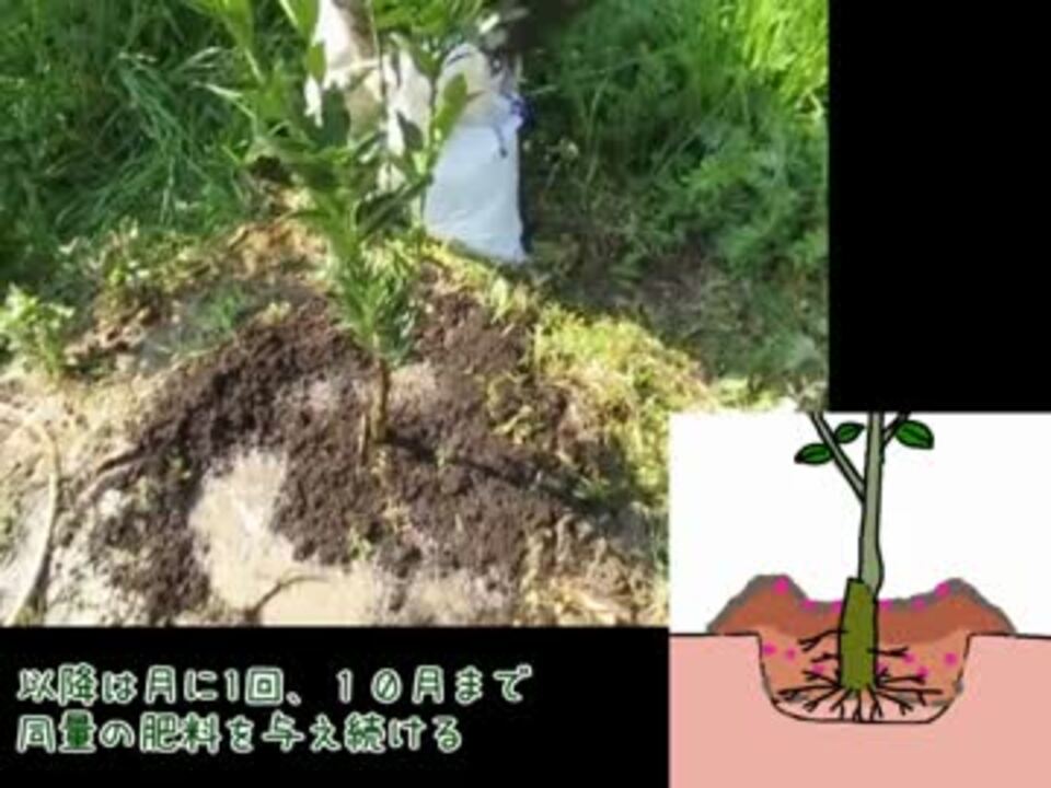 みかんの作り方 第1回 苗木の植え方 ニコニコ動画
