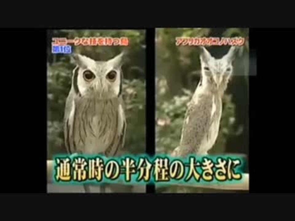 すっごーい コノハズクの生態を雑に解説しちゃう動画なんだね ニコニコ動画