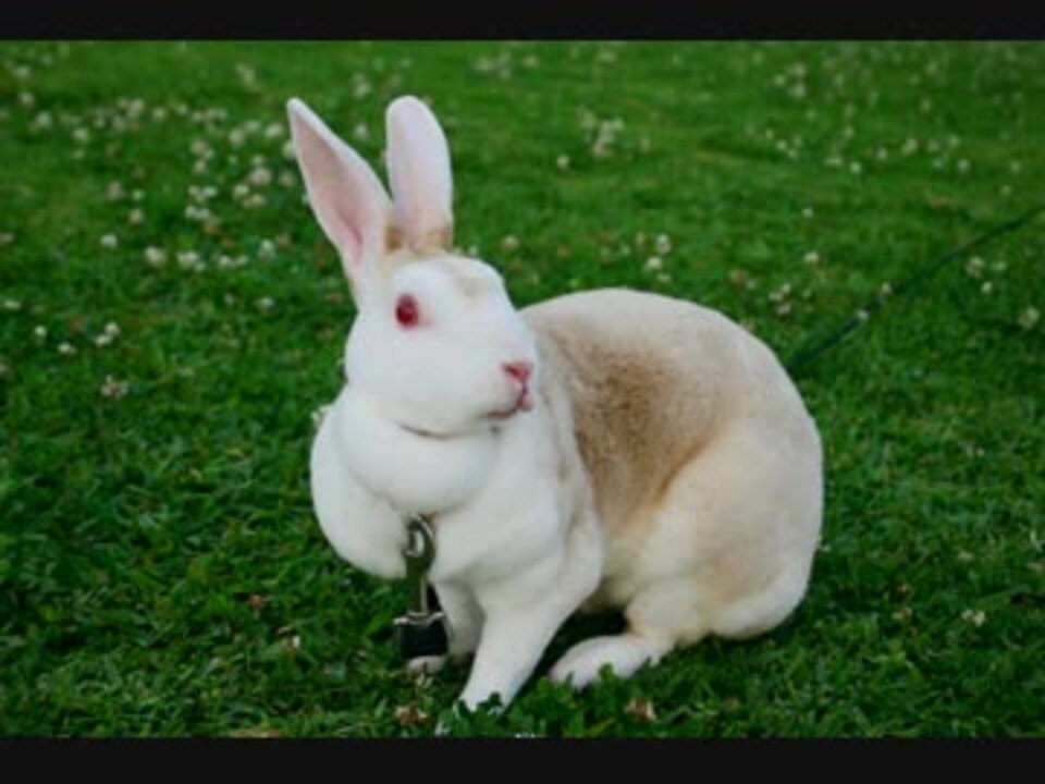 人気の ウサギとカメ 動画 218本 5 ニコニコ動画