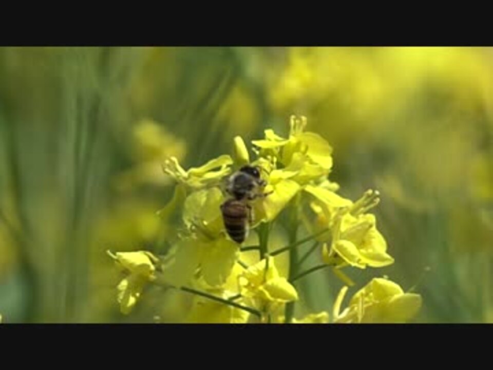 人気の みつばち 動画 5本 3 ニコニコ動画