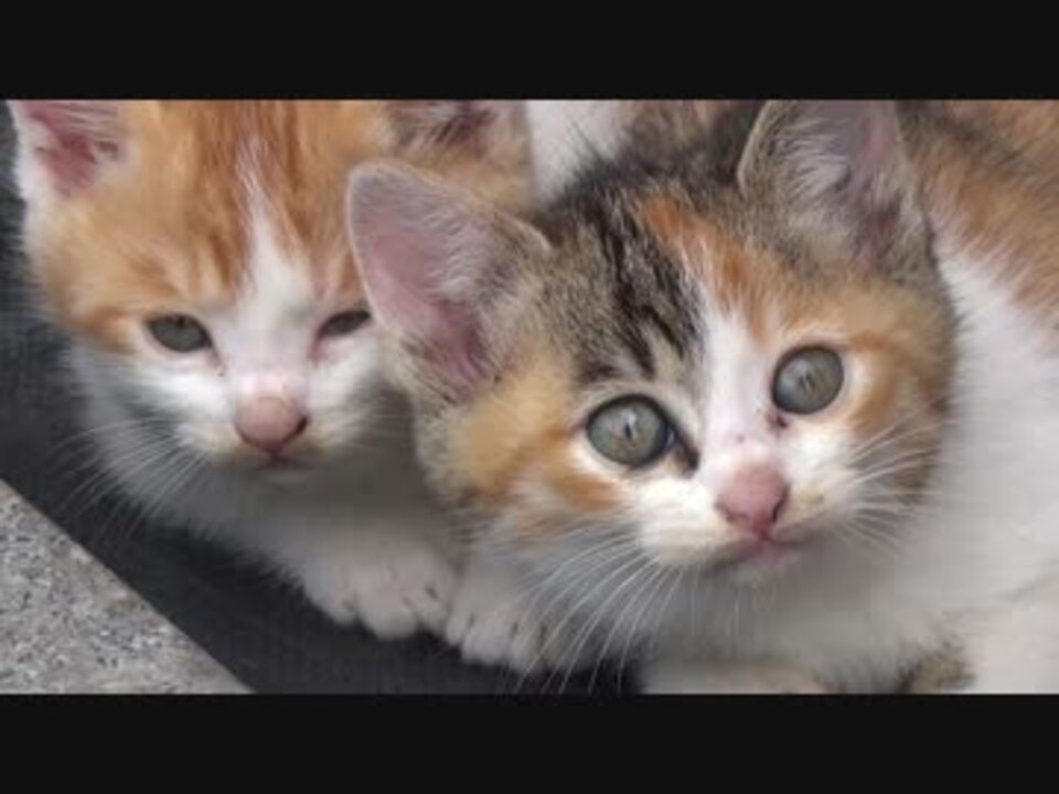 可愛い仔猫たち ニコニコ動画
