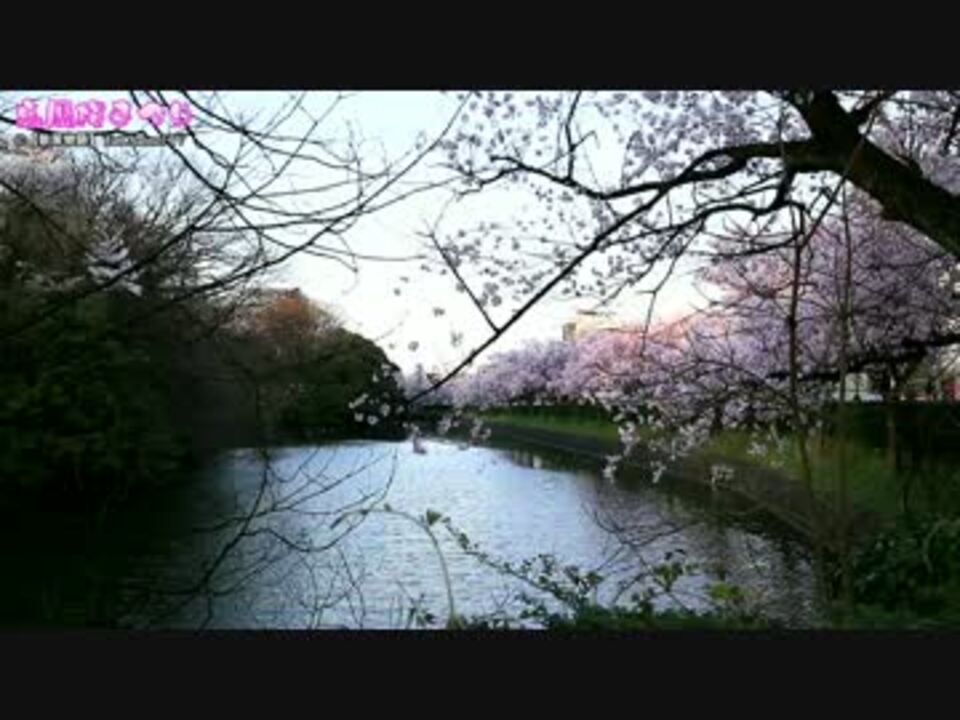 散策物語 高岡桜まつり 17 富山県高岡市 ニコニコ動画