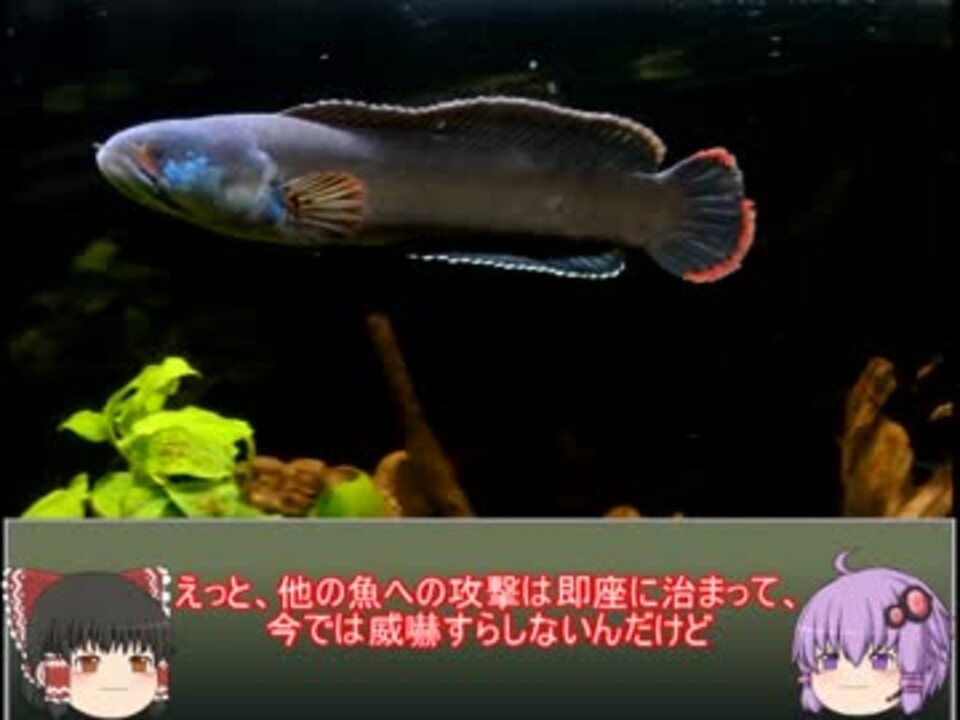 人気の アクアリウム 熱帯魚 動画 1 4本 15 ニコニコ動画