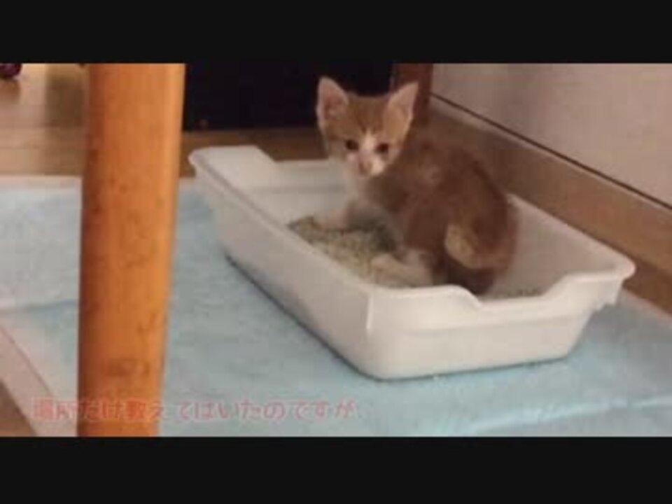 保護猫初日の様子。はじめてのトイレが上手にできました！ ニコニコ動画