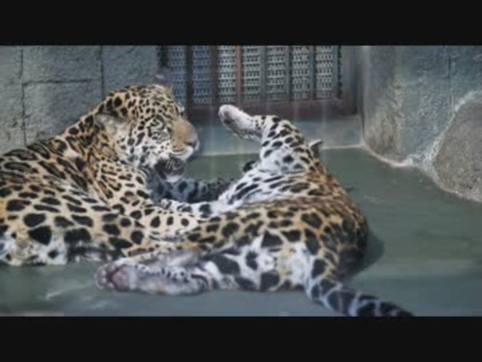 天王寺動物園 じゃれあう毛玉 ジャガー兄弟 ニコニコ動画