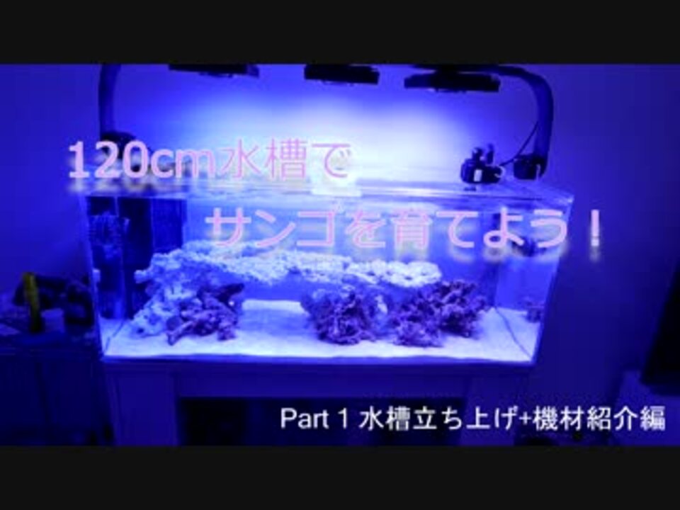 1cm水槽でサンゴを育てよう Part1 水槽立ち上げ編 ニコニコ動画