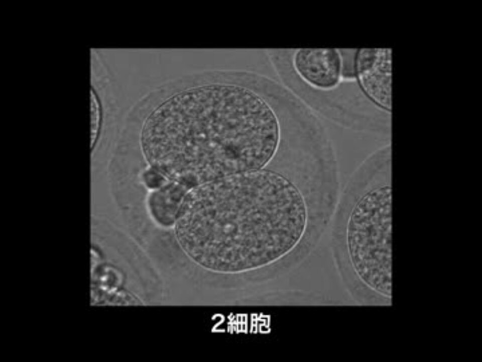 モデル生物の世界「マウス」 ニコニコ動画