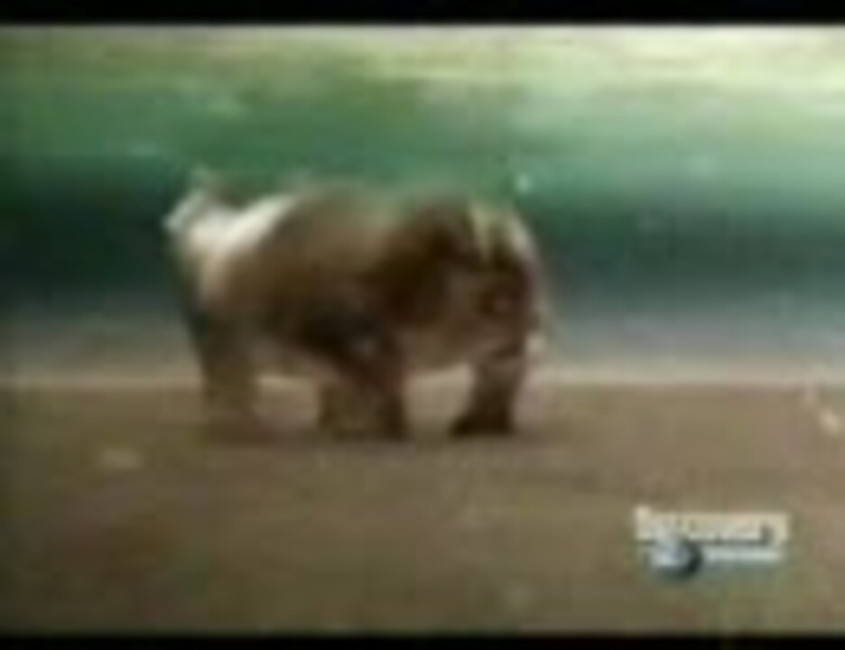 人気の オオメジロザメ 動画 12本 ニコニコ動画