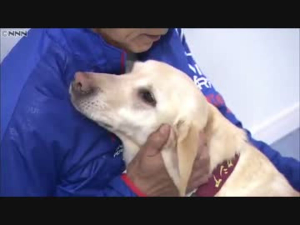 尿のにおいで発見 がん探知犬 の実力は ニコニコ動画