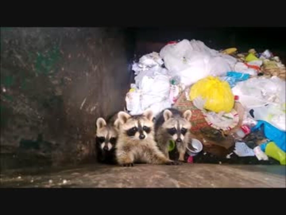 ゴミ収集箱から出られないアライグマを救出 詰め合わせ ニコニコ動画