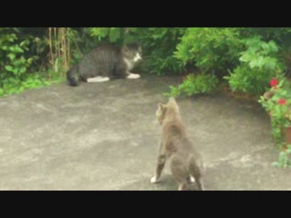野良猫の交尾 その2 ニコニコ動画