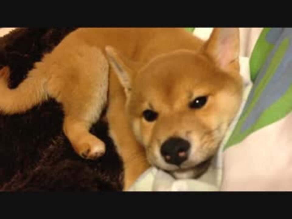 柴犬子犬の寝る瞬間 ニコニコ動画