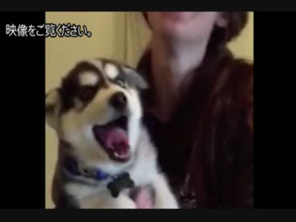 この子犬のシベリアンハスキー 鳴き方がちょっと面白いんだけど W ニコニコ動画