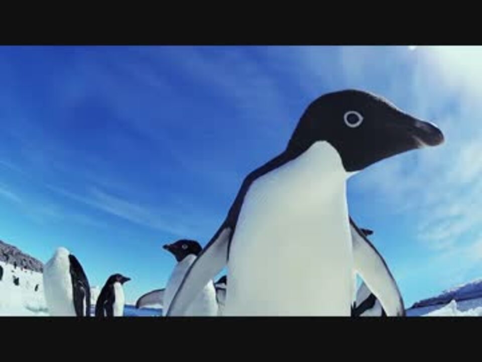 コウテイペンギンの群れに突っ込むアデリーペンギン ニコニコ動画