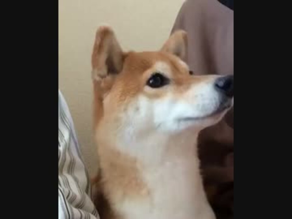 動物病院で震えながらもじっと待っている犬が健気すぎる ニコニコ動画