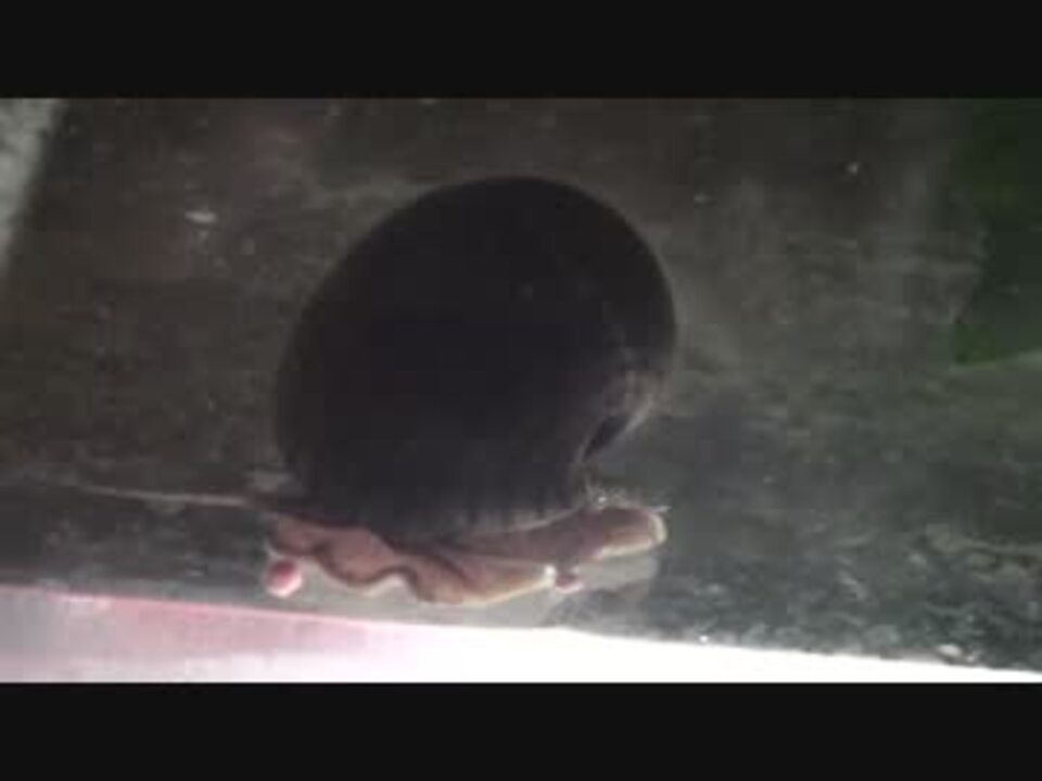 キモイ コケを食べる巻貝が金魚のエサを食べる瞬間 ニコニコ動画