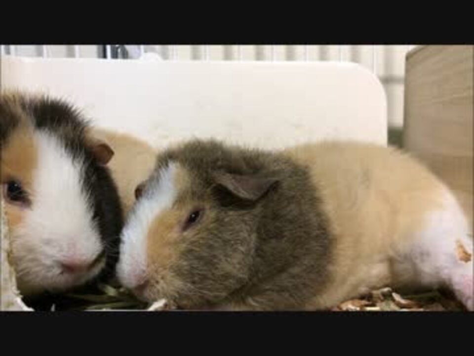 人気の 動物 モルモット 動画 491本 5 ニコニコ動画