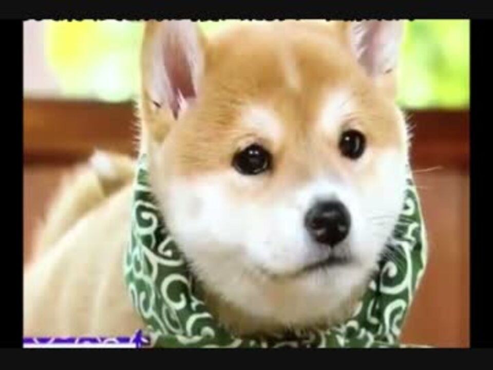 日本のあの柴犬（子犬）が可愛すぎると海外で話題に！w ニコニコ動画
