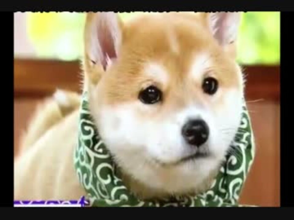 日本のあの柴犬 子犬 が可愛すぎると海外で話題に W ニコニコ動画