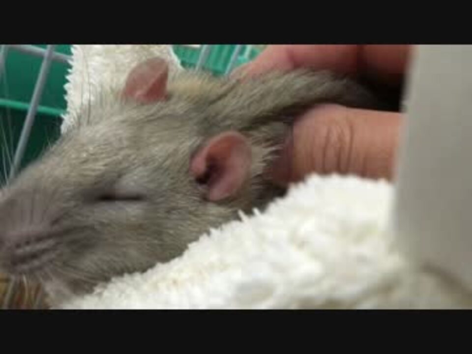 餌ナシ 無害無毒で人道的 踏み板 シーソー 式ねずみ捕り器のススメ 各種捕鼠 製品の比較と ぽんぽん捕獲できるコツ ブタ子の 節約上手な栄養満点野菜の作り方