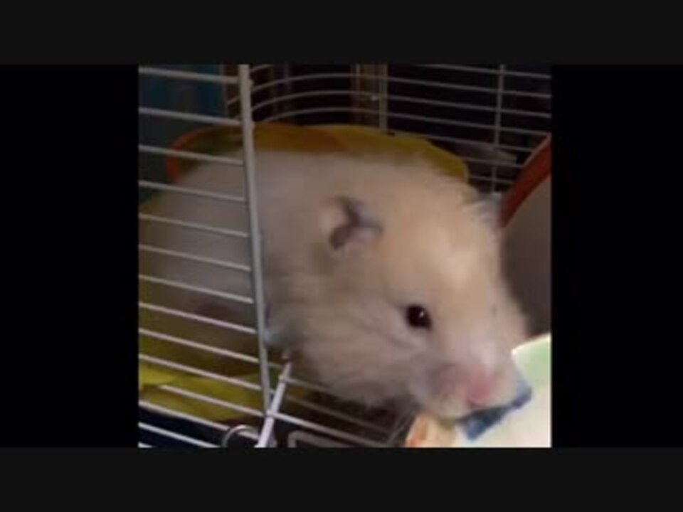 人気の ハムスター 動画 6 696本 24 ニコニコ動画