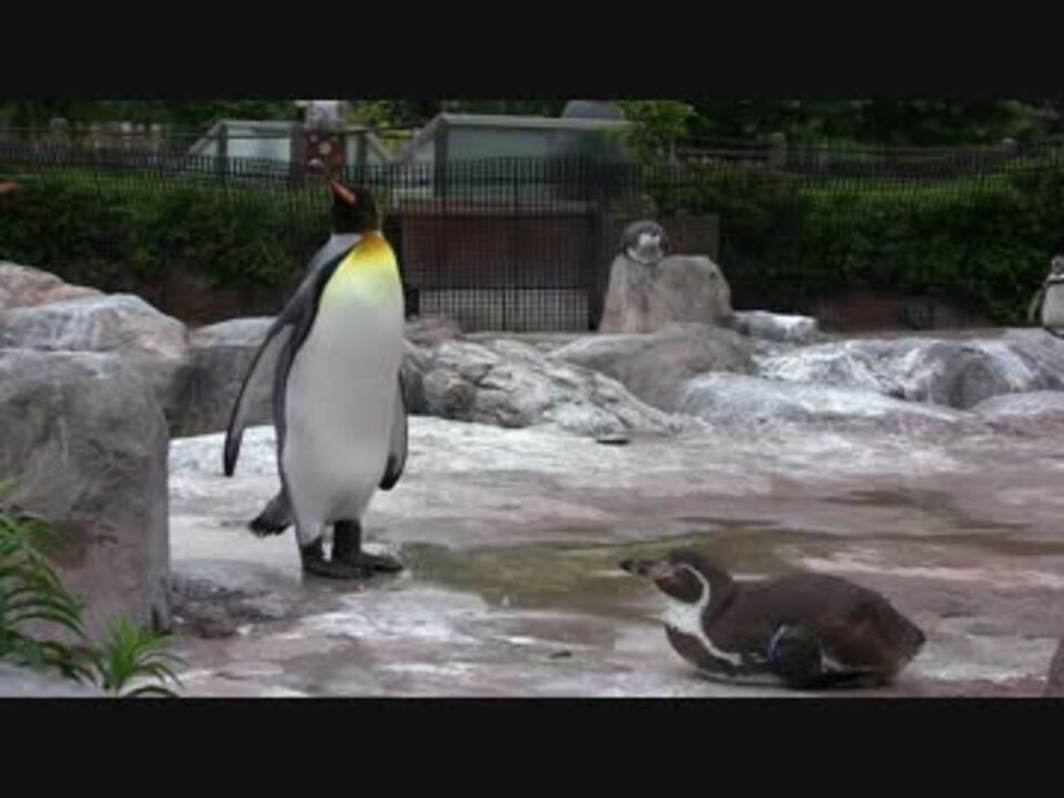 人気の フンボルトペンギン 動画 296本 2 ニコニコ動画