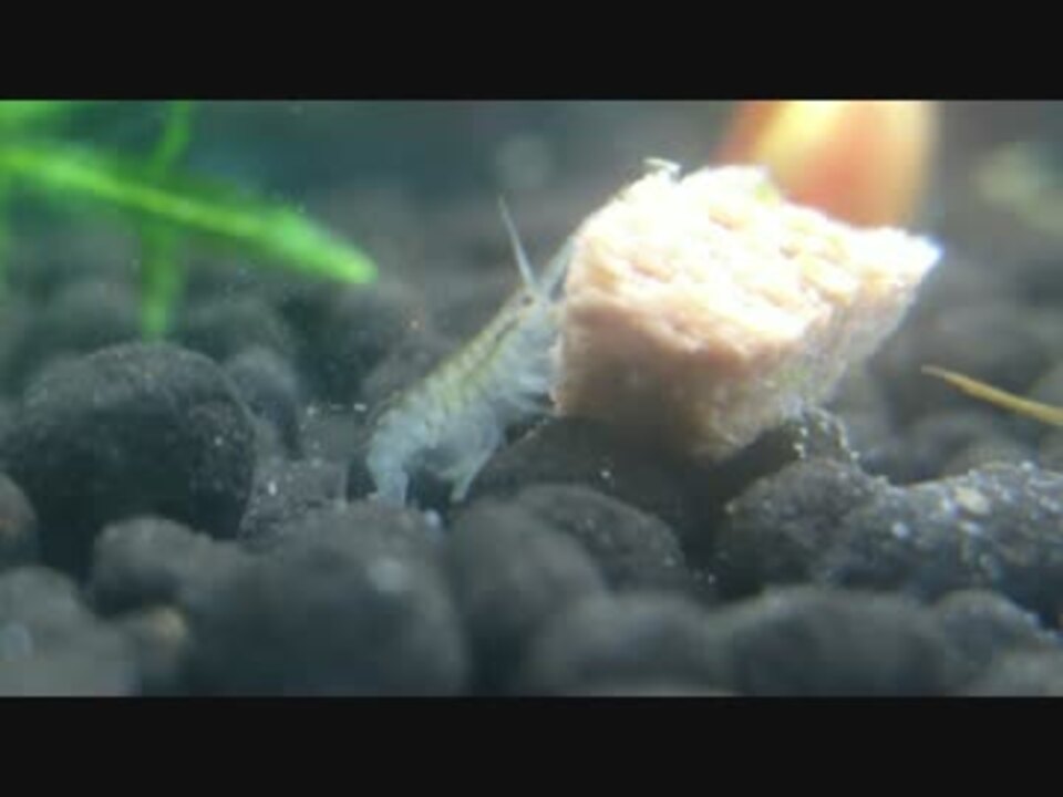 淡水ヨコエビ 給餌 ニコニコ動画