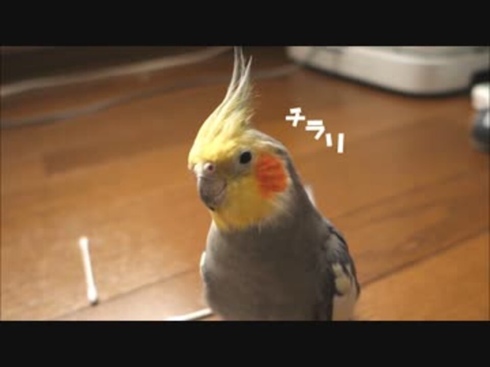 人気の カラシニコフ オカメインコ 動画 92本 ニコニコ動画