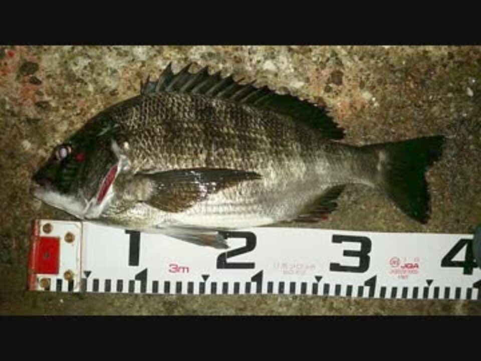 クロダイ 人生初めてのチヌ釣った 黒鯛 ニコニコ動画