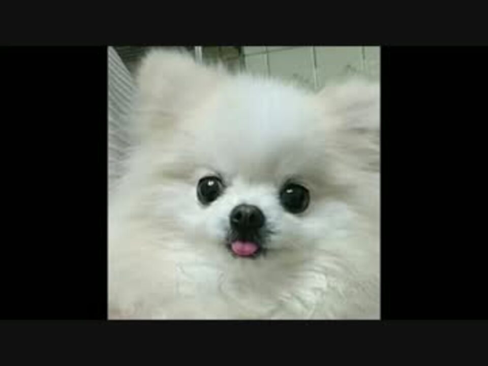 ティーカップポメラニアン動くぬいぐる犬が大人になったよ 5才 ニコニコ動画