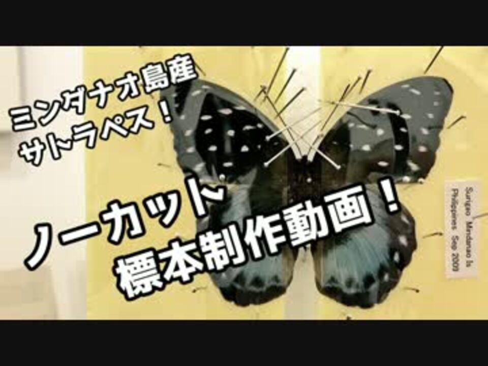 標本の作り方 サトラペスを展翅してみた 海外のチョウ ニコニコ動画