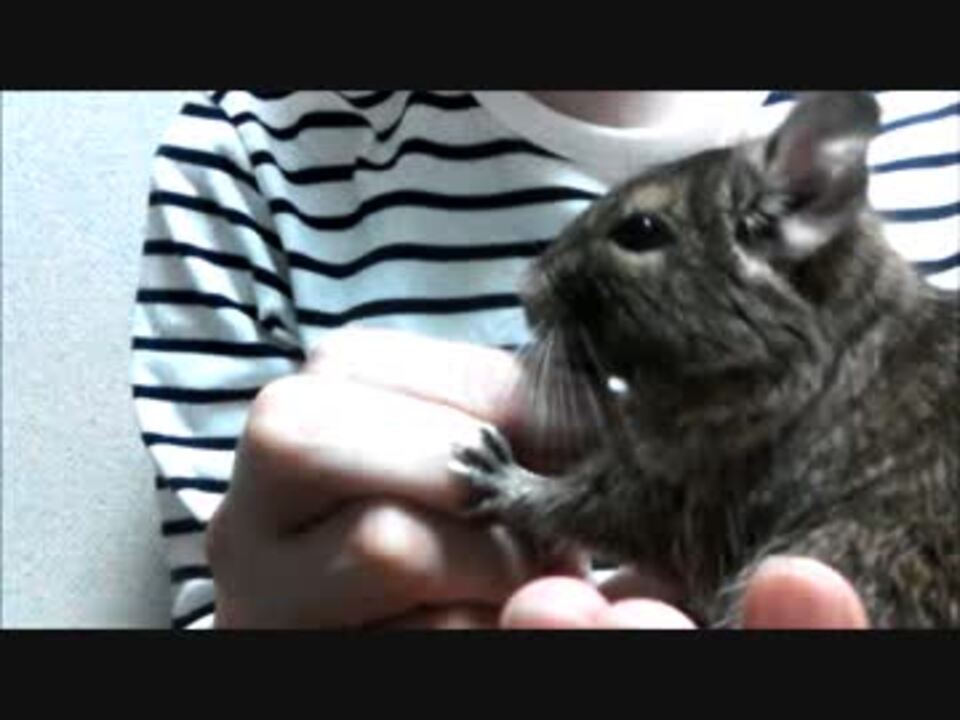人気の デグー 動画 586本 11 ニコニコ動画