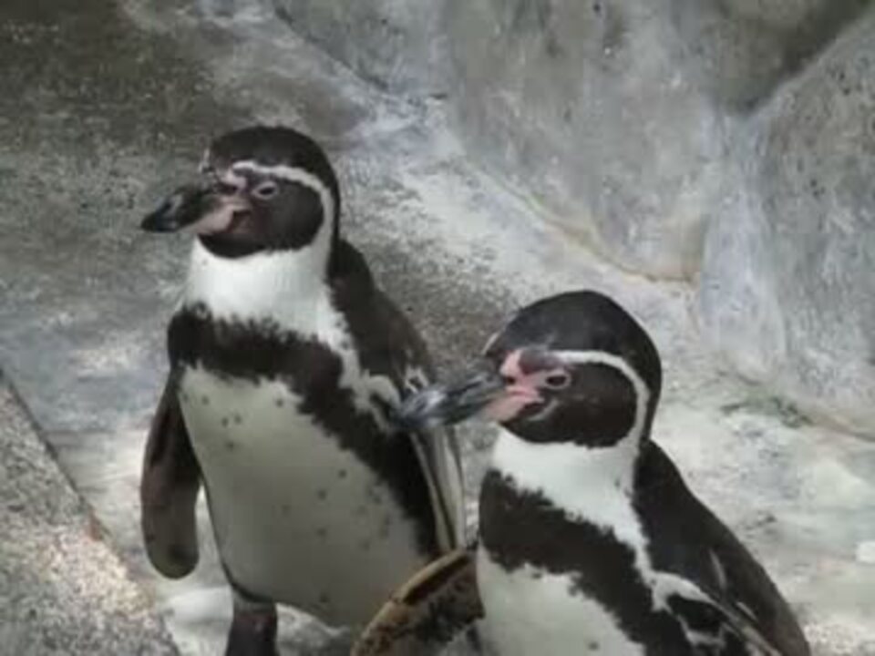 フンボルトペンギン 17 06 10 ニコニコ動画