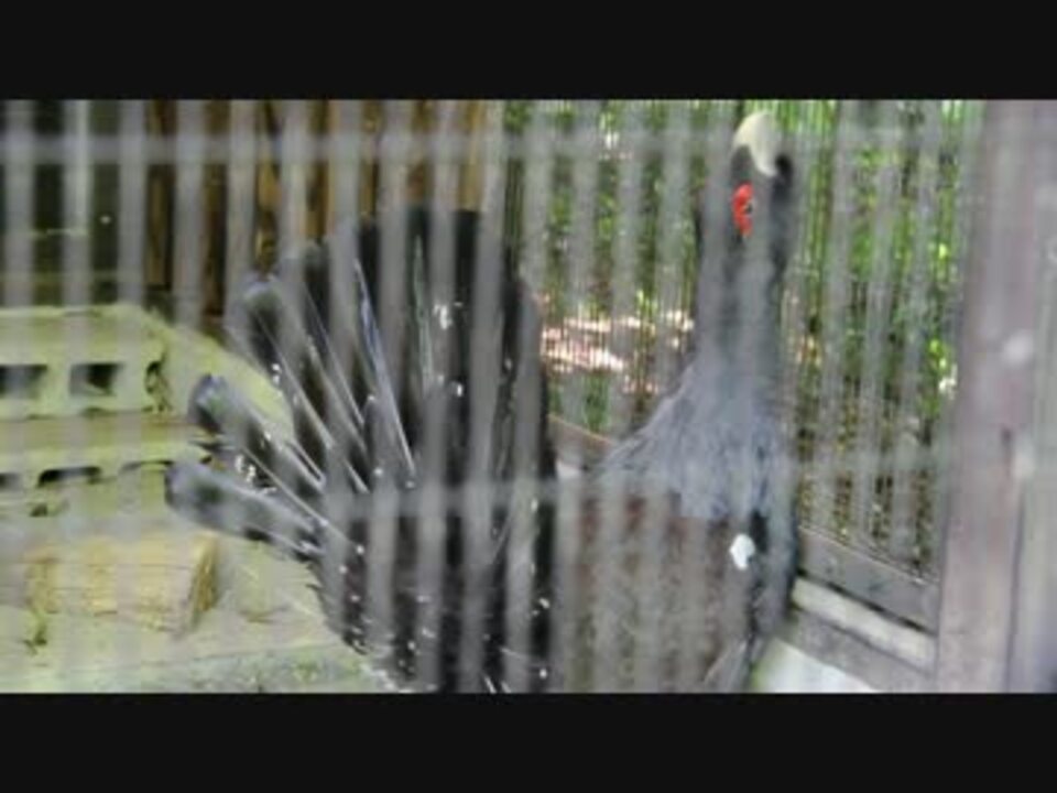 変な鳴き方の鳥 ニコニコ動画
