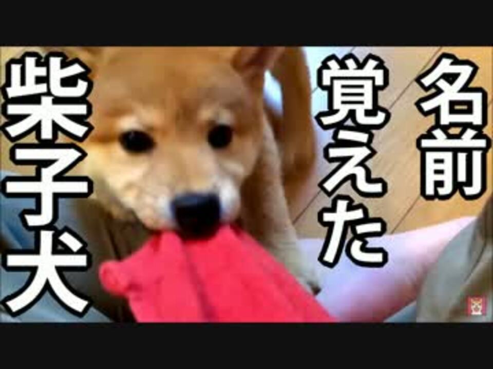 柴犬の子犬 自分の名前を覚えたので おいで してみた ニコニコ動画