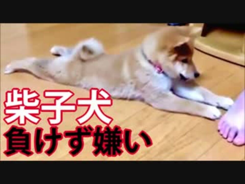 人気の 動物 柴犬 動画 4 739本 ニコニコ動画