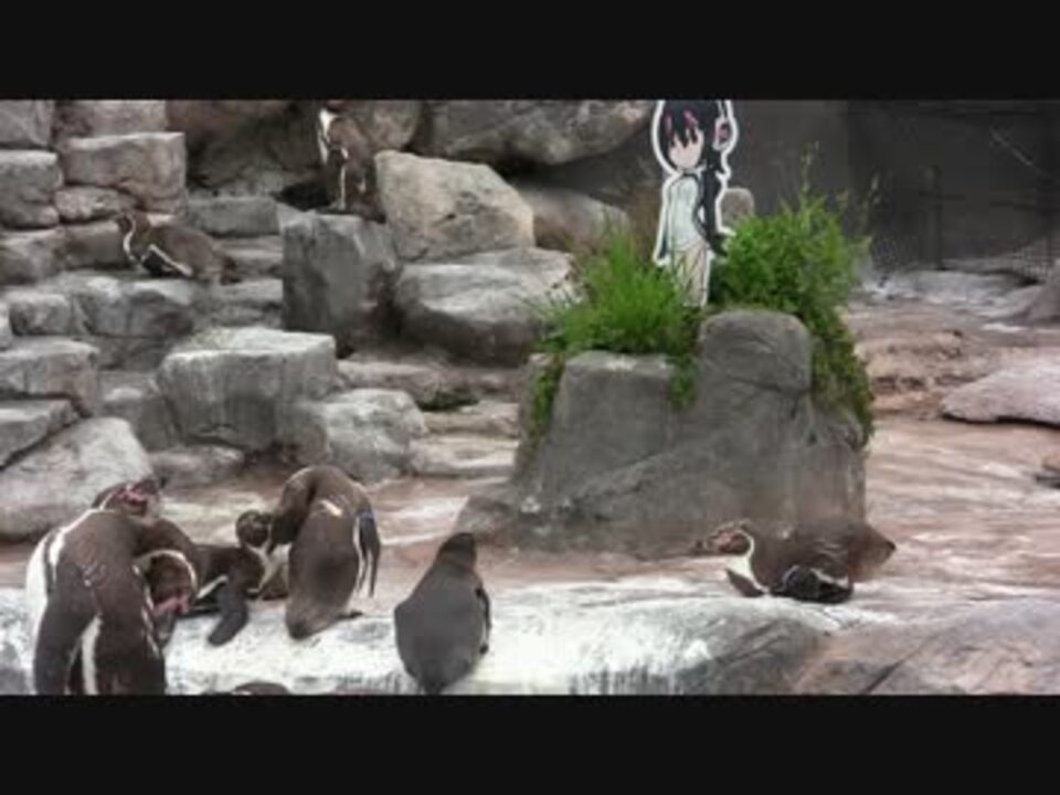 人気の フンボルトペンギン 動画 296本 2 ニコニコ動画