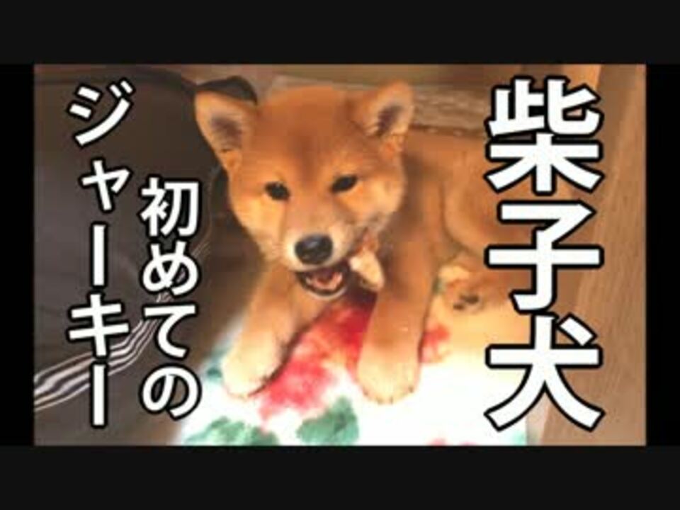 人気の 子犬 動画 1 7本 13 ニコニコ動画