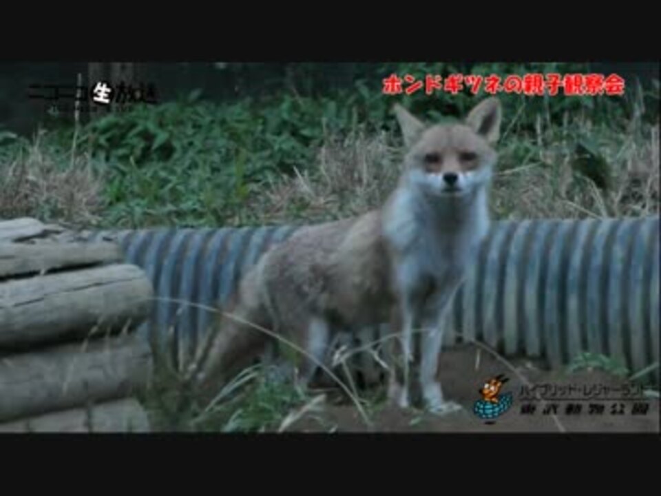 人気の 動物 狐 動画 232本 ニコニコ動画