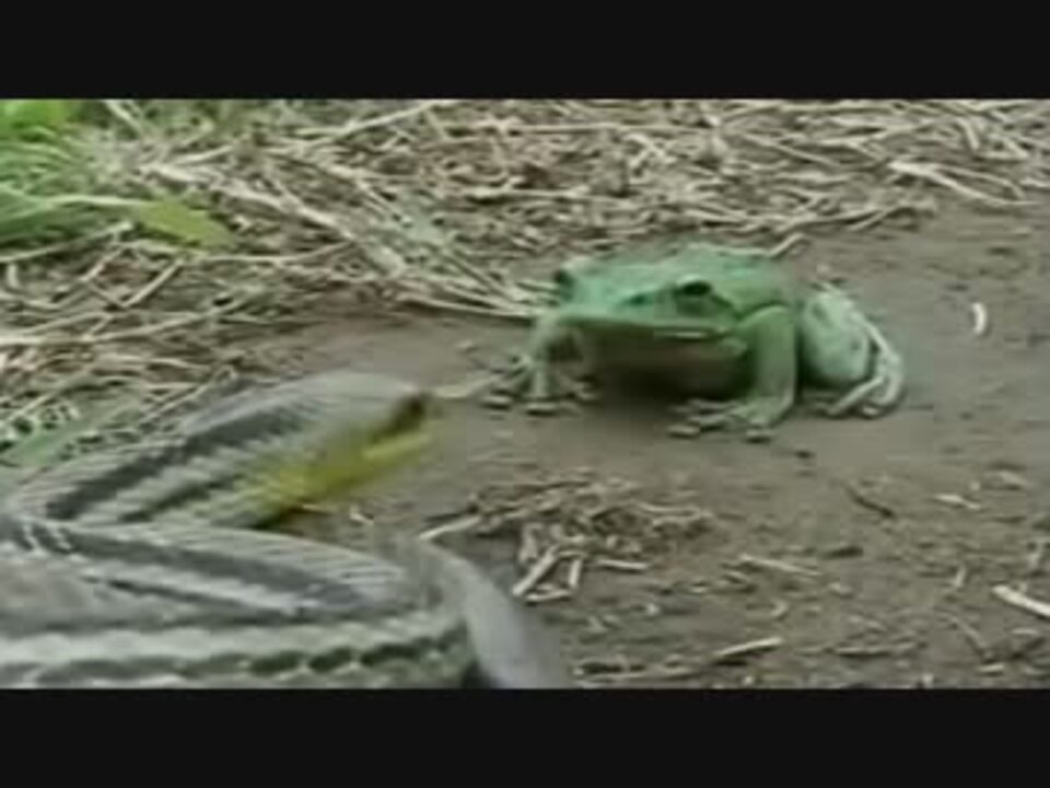 ヘビに睨まれたカエルのビビリ方が可愛い ニコニコ動画