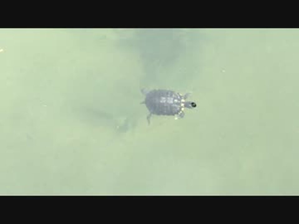 人気の 亀 動画 767本 22 ニコニコ動画